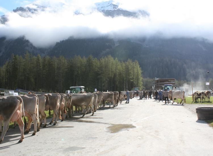 Bezirksviehschau Albula