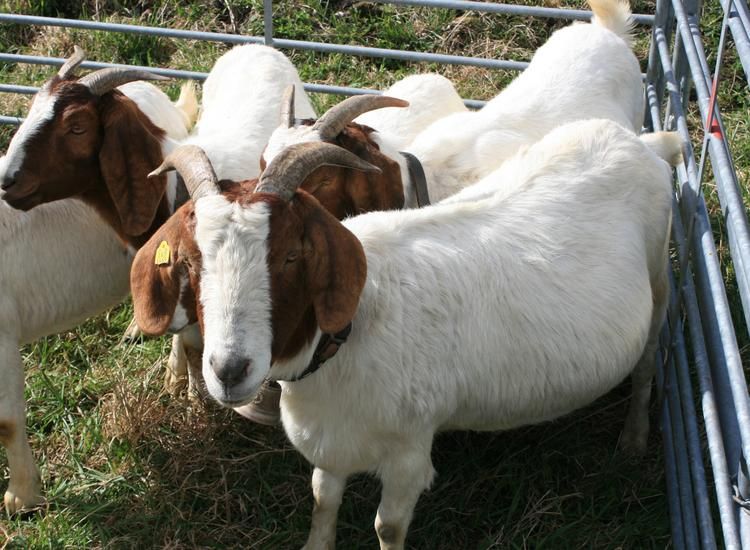 Bezirksviehschau Albula