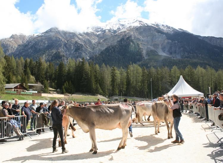 Bezirksviehschau Albula