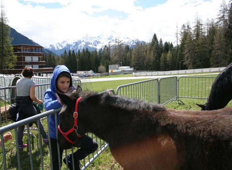 Bezirksviehschau Albula